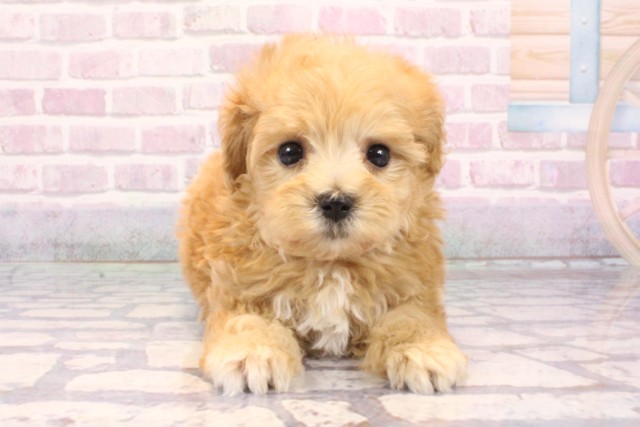 大阪府のマルプー(マルチーズ×プードル) (Coo&RIKU枚方店/2025年9月15日生まれ/男の子/クリーム)の子犬の1枚目の画像
