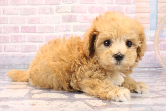 大阪府のマルプー(マルチーズ×プードル) (Coo&RIKU枚方店/2025年9月15日生まれ/男の子/クリーム)の子犬の2枚目の画像