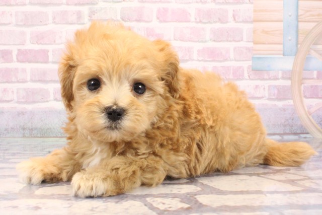 大阪府のマルプー(マルチーズ×プードル) (Coo&RIKU枚方店/2025年9月15日生まれ/男の子/クリーム)の子犬の3枚目の画像