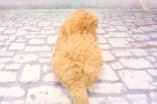 大阪府のマルプー(マルチーズ×プードル) (Coo&RIKU枚方店/2025年9月15日生まれ/男の子/クリーム)の子犬の4枚目の画像