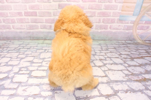 京都府のトイプードル(トイ) (Coo&RIKU舞鶴店/2025年9月16日生まれ/男の子/オレンジフォーン)の子犬の4枚目の画像