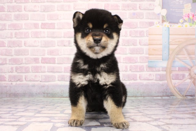 滋賀県の柴犬(標準サイズ) (Coo&RIKU東近江店/2025年9月18日生まれ/女の子/黒)の子犬の1枚目の画像