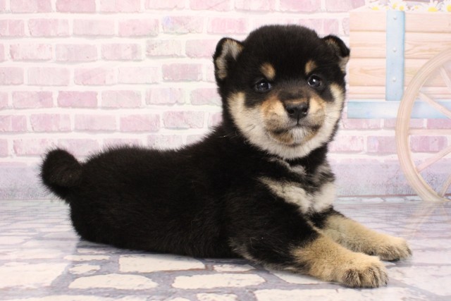 滋賀県の柴犬(標準サイズ) (Coo&RIKU東近江店/2025年9月18日生まれ/女の子/黒)の子犬の2枚目の画像