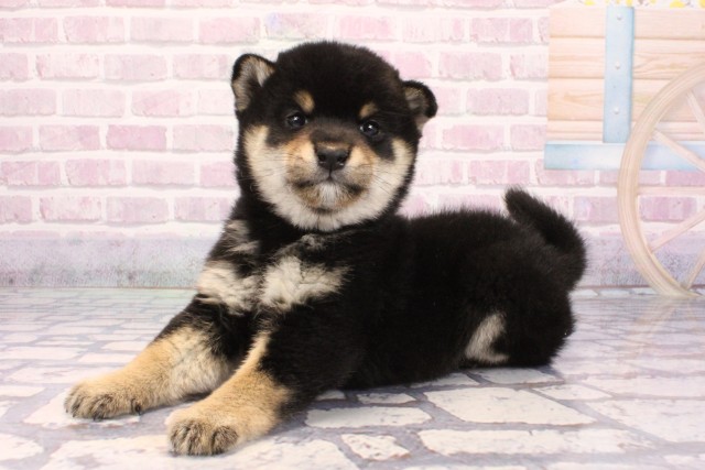 滋賀県の柴犬(標準サイズ) (Coo&RIKU東近江店/2025年9月18日生まれ/女の子/黒)の子犬の3枚目の画像