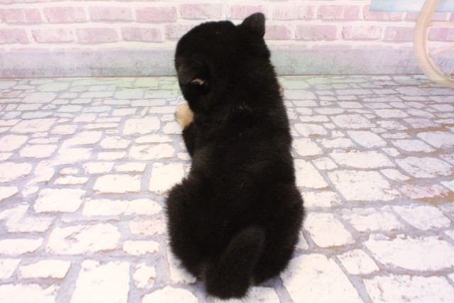 滋賀県の柴犬(標準サイズ) (Coo&RIKU東近江店/2025年9月18日生まれ/女の子/黒)の子犬の4枚目の画像