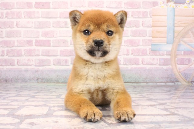 兵庫県の柴犬(標準サイズ) (Coo&RIKU神戸垂水店/2025年9月18日生まれ/女の子/赤)の子犬の1枚目の画像