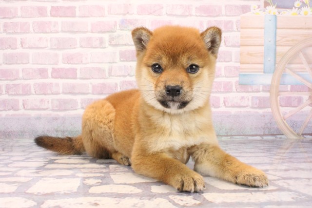 兵庫県の柴犬(標準サイズ) (Coo&RIKU神戸垂水店/2025年9月18日生まれ/女の子/赤)の子犬の2枚目の画像