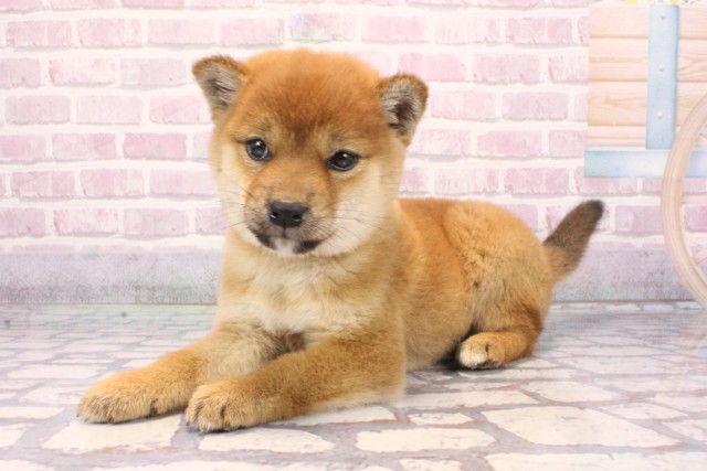 兵庫県の柴犬(標準サイズ) (Coo&RIKU神戸垂水店/2025年9月18日生まれ/女の子/赤)の子犬の3枚目の画像