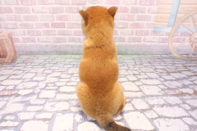 兵庫県の柴犬(標準サイズ) (Coo&RIKU神戸垂水店/2025年9月18日生まれ/女の子/赤)の子犬の4枚目の画像