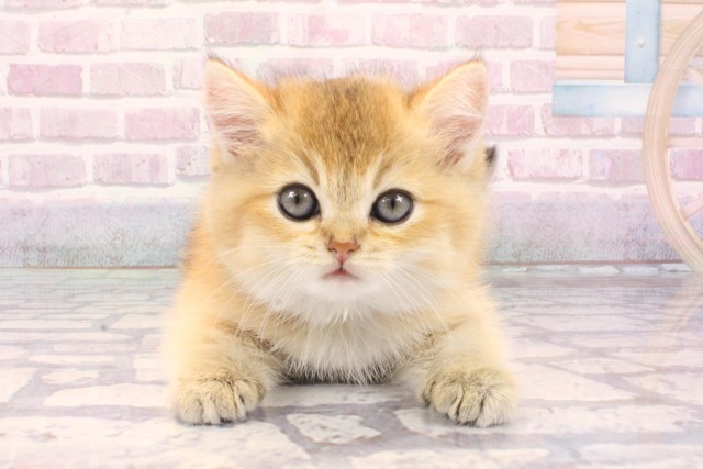 ブリティッシュショートヘアー