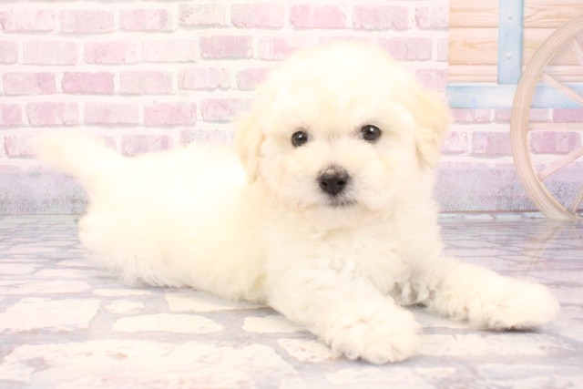 兵庫県のビションプー(ビションフリーゼ×プードル) (Coo&RIKU姫路店/2025年9月18日生まれ/男の子/ホワイト)の子犬の2枚目の画像