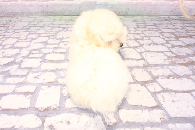 兵庫県のビションプー(ビションフリーゼ×プードル) (Coo&RIKU姫路店/2025年9月18日生まれ/男の子/ホワイト)の子犬の4枚目の画像