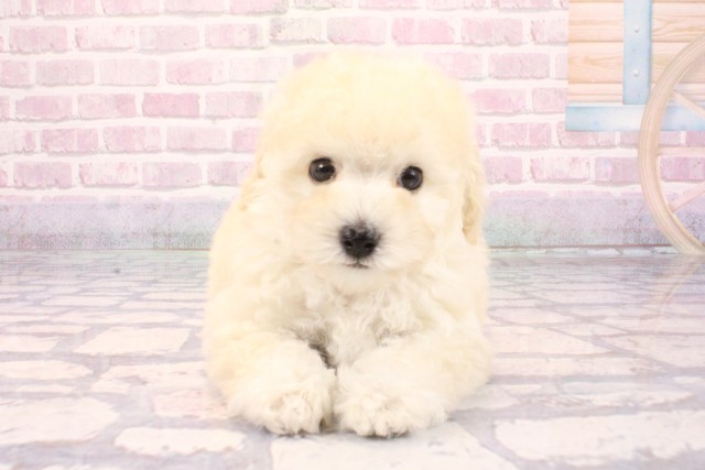 大阪府のトイプードル(トイ) (Coo&RIKU和泉店/2025年9月18日生まれ/男の子/クリーム)の子犬の1枚目の画像