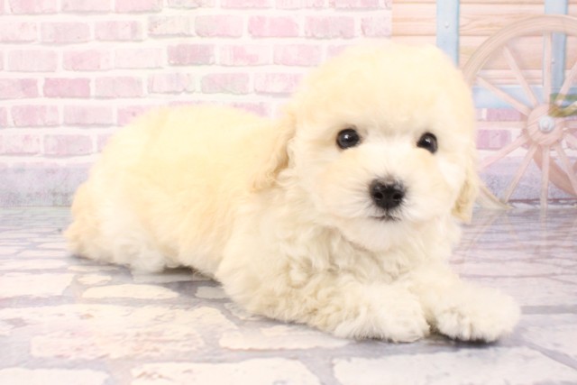 大阪府のトイプードル(トイ) (Coo&RIKU和泉店/2025年9月18日生まれ/男の子/クリーム)の子犬の2枚目の画像