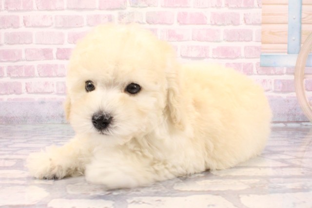 大阪府のトイプードル(トイ) (Coo&RIKU和泉店/2025年9月18日生まれ/男の子/クリーム)の子犬の3枚目の画像