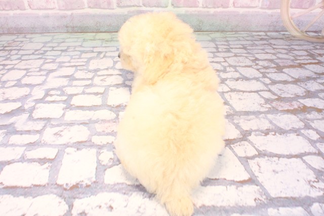 大阪府のトイプードル(トイ) (Coo&RIKU和泉店/2025年9月18日生まれ/男の子/クリーム)の子犬の4枚目の画像