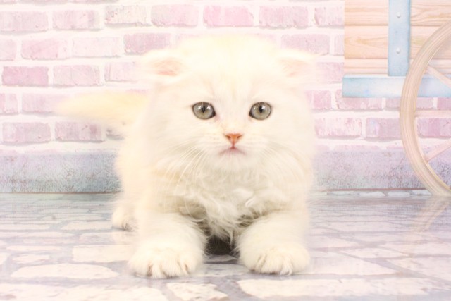 スコティッシュフォールド(立ち耳)