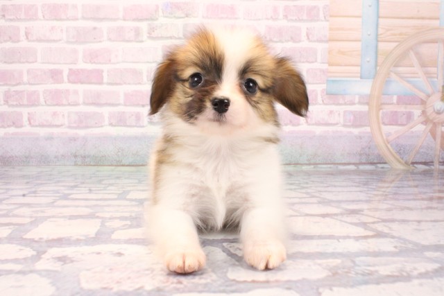 兵庫県のパピヨン (Coo&RIKU姫路店/2025年9月18日生まれ/女の子/ホワイトブラウン)の子犬の1枚目の画像