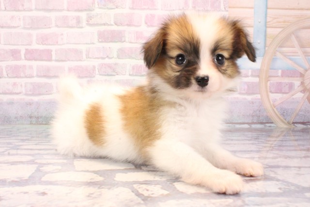 兵庫県のパピヨン (Coo&RIKU姫路店/2025年9月18日生まれ/女の子/ホワイトブラウン)の子犬の2枚目の画像