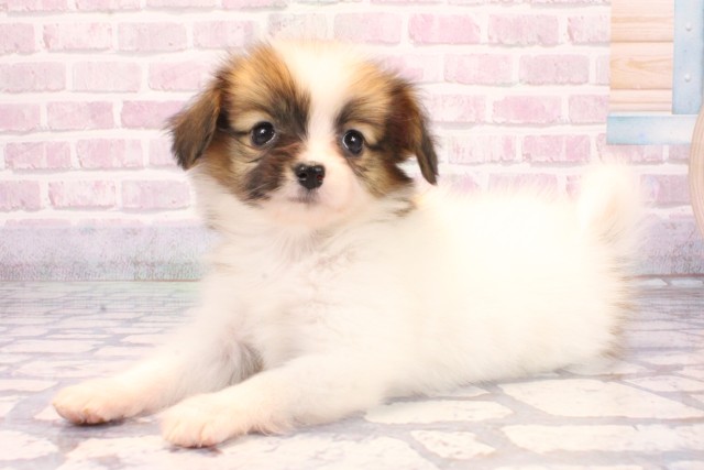 兵庫県のパピヨン (Coo&RIKU姫路店/2025年9月18日生まれ/女の子/ホワイトブラウン)の子犬の3枚目の画像