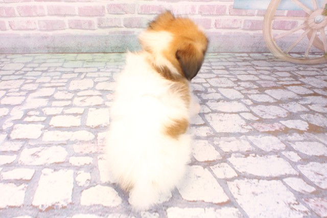 兵庫県のパピヨン (Coo&RIKU姫路店/2025年9月18日生まれ/女の子/ホワイトブラウン)の子犬の4枚目の画像