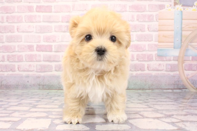 大阪府のマルプー(マルチーズ×プードル) (Coo&RIKU天王寺店/2025年9月16日生まれ/女の子/クリーム)の子犬の1枚目の画像