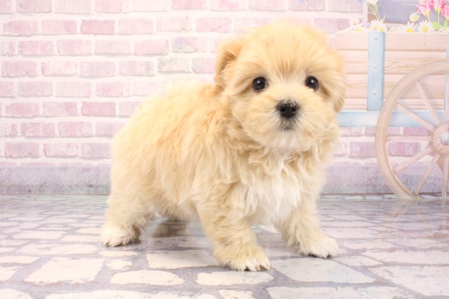 大阪府のマルプー(マルチーズ×プードル) (Coo&RIKU天王寺店/2025年9月16日生まれ/女の子/クリーム)の子犬の2枚目の画像