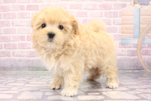 大阪府のマルプー(マルチーズ×プードル) (Coo&RIKU天王寺店/2025年9月16日生まれ/女の子/クリーム)の子犬の3枚目の画像