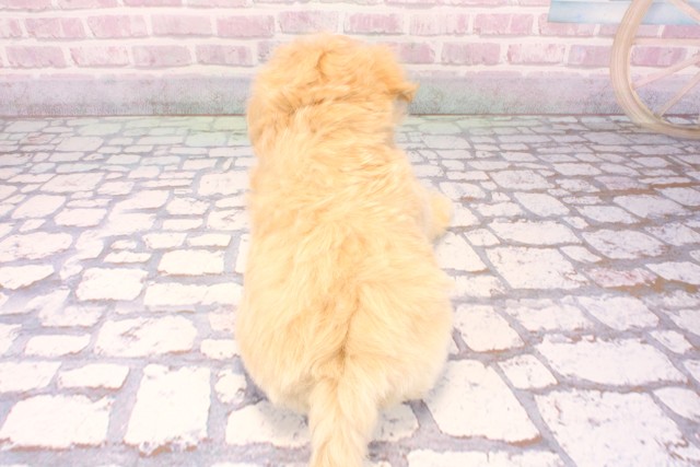 大阪府のマルプー(マルチーズ×プードル) (Coo&RIKU天王寺店/2025年9月16日生まれ/女の子/クリーム)の子犬の4枚目の画像