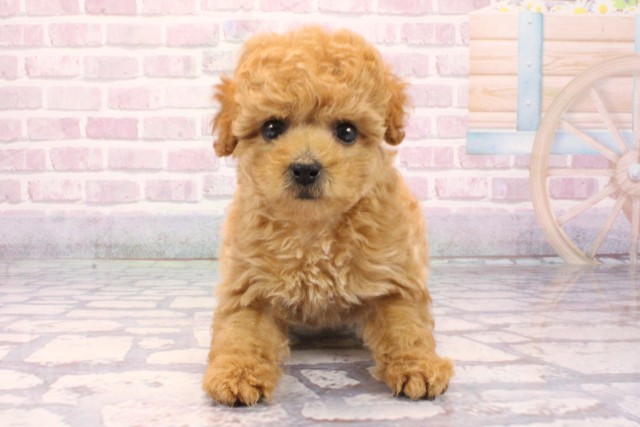 兵庫県のトイプードル(トイ) (Coo&RIKU三木店/2025年9月18日生まれ/女の子/オレンジフォーン)の子犬の1枚目の画像