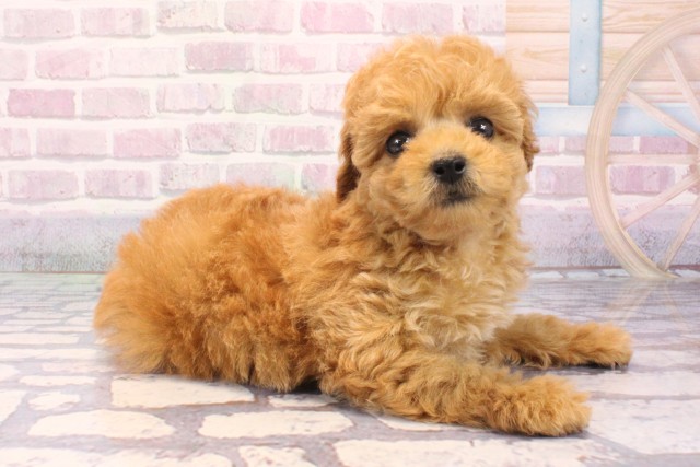 兵庫県のトイプードル(トイ) (Coo&RIKU三木店/2025年9月18日生まれ/女の子/オレンジフォーン)の子犬の2枚目の画像