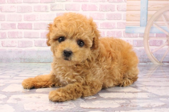 兵庫県のトイプードル(トイ) (Coo&RIKU三木店/2025年9月18日生まれ/女の子/オレンジフォーン)の子犬の3枚目の画像