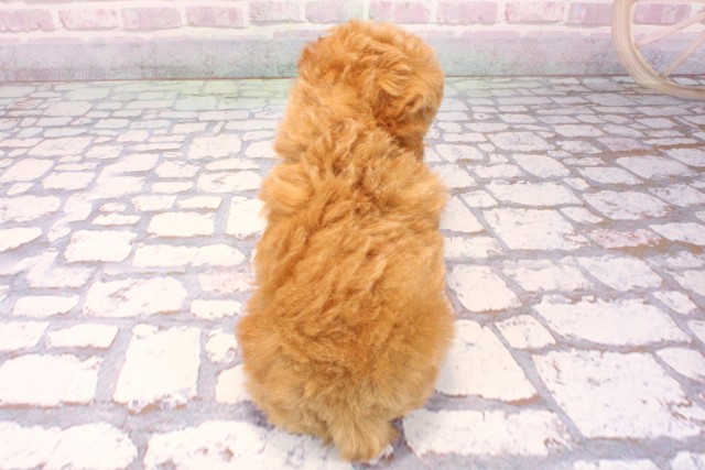 兵庫県のトイプードル(トイ) (Coo&RIKU三木店/2025年9月18日生まれ/女の子/オレンジフォーン)の子犬の4枚目の画像