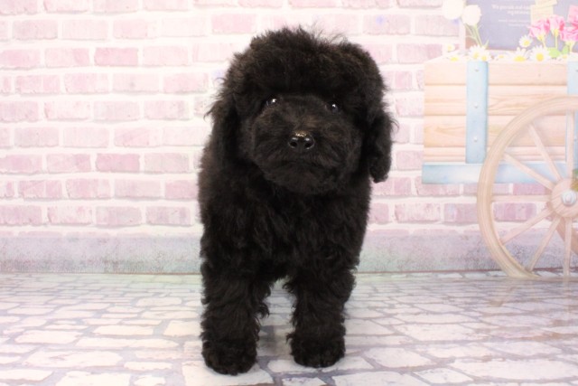 兵庫県のトイプードル(トイ) (Coo&RIKU三木店/2025年9月14日生まれ/男の子/ブラック)の子犬の1枚目の画像