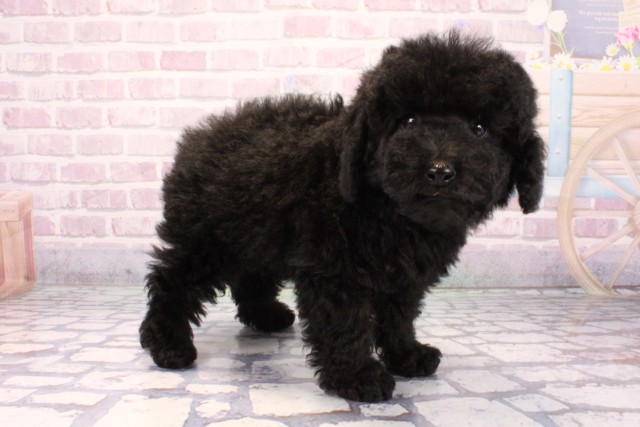 兵庫県のトイプードル(トイ) (Coo&RIKU三木店/2025年9月14日生まれ/男の子/ブラック)の子犬の2枚目の画像