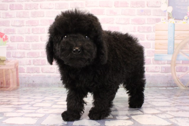 兵庫県のトイプードル(トイ) (Coo&RIKU三木店/2025年9月14日生まれ/男の子/ブラック)の子犬の3枚目の画像
