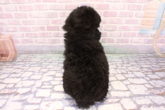 兵庫県のトイプードル(トイ) (Coo&RIKU三木店/2025年9月14日生まれ/男の子/ブラック)の子犬の4枚目の画像