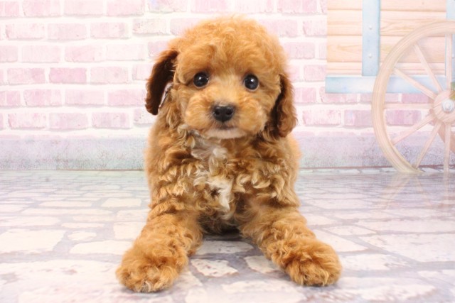 大阪府のトイプードル(トイ) (Coo&RIKU高槻店/2025年9月15日生まれ/男の子/レッドフォーン)の子犬の1枚目の画像