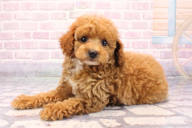 大阪府のトイプードル(トイ) (Coo&RIKU高槻店/2025年9月15日生まれ/男の子/レッドフォーン)の子犬の3枚目の画像