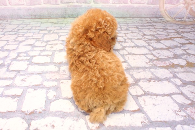 大阪府のトイプードル(トイ) (Coo&RIKU高槻店/2025年9月15日生まれ/男の子/レッドフォーン)の子犬の4枚目の画像