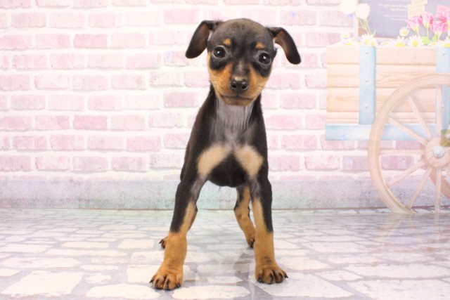 大阪府のミニチュアピンシャー (Coo&RIKU枚方店/2025年9月17日生まれ/男の子/ブラックタン)の子犬の1枚目の画像