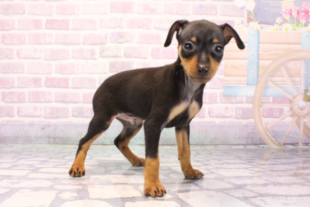 大阪府のミニチュアピンシャー (Coo&RIKU枚方店/2025年9月17日生まれ/男の子/ブラックタン)の子犬の2枚目の画像