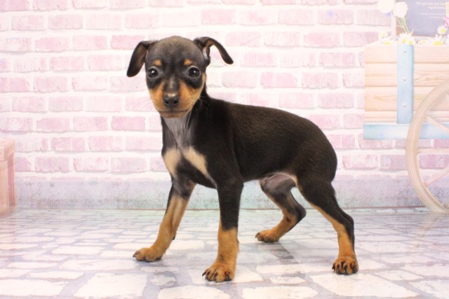 大阪府のミニチュアピンシャー (Coo&RIKU枚方店/2025年9月17日生まれ/男の子/ブラックタン)の子犬の3枚目の画像