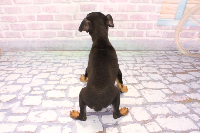 大阪府のミニチュアピンシャー (Coo&RIKU枚方店/2025年9月17日生まれ/男の子/ブラックタン)の子犬の4枚目の画像