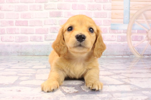 兵庫県のミニチュアダックスフンド(ロング) (Coo&RIKU伊丹店/2025年9月16日生まれ/男の子/ゴールド)の子犬の1枚目の画像