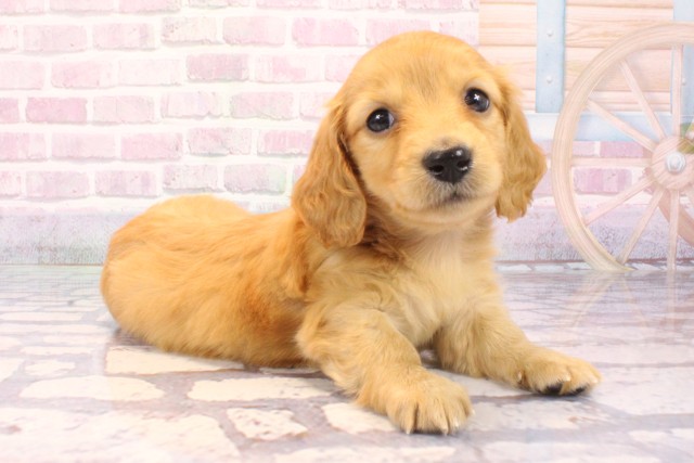 兵庫県のミニチュアダックスフンド(ロング) (Coo&RIKU伊丹店/2025年9月16日生まれ/男の子/ゴールド)の子犬の2枚目の画像