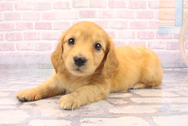 兵庫県のミニチュアダックスフンド(ロング) (Coo&RIKU伊丹店/2025年9月16日生まれ/男の子/ゴールド)の子犬の3枚目の画像