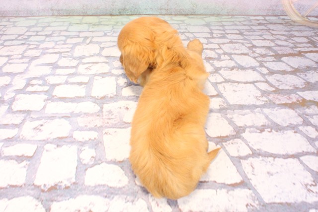 兵庫県のミニチュアダックスフンド(ロング) (Coo&RIKU伊丹店/2025年9月16日生まれ/男の子/ゴールド)の子犬の4枚目の画像