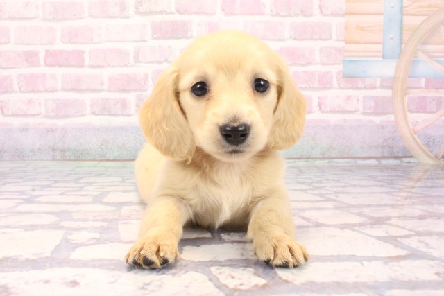 大阪府のミニチュアダックスフンド(ロング) (Coo&RIKU天王寺店/2025年9月16日生まれ/女の子/イエロー)の子犬の1枚目の画像