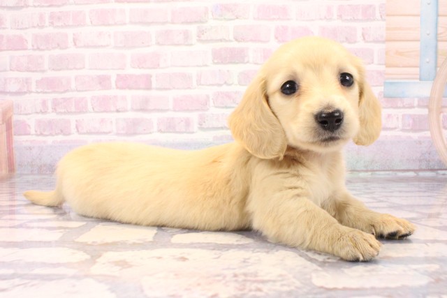 大阪府のミニチュアダックスフンド(ロング) (Coo&RIKU天王寺店/2025年9月16日生まれ/女の子/イエロー)の子犬の2枚目の画像